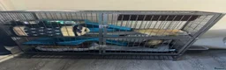 Ferret rodents for sale: 2 male ferrets looking for forever home  - Advert 4