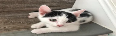 Mixed Breed 1