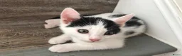 Mixed Breed cats for sale: Kittens for sale  - Advert 6