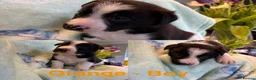 Border Collie dogs for sale: Boarder Collie puppies looking for active homes in Worcester - Advert 8