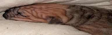 Mixed Breed 1