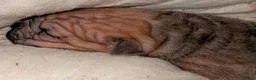 Mixed Breed dogs for sale: Beautiful Sharpai cross pups  - Advert 5