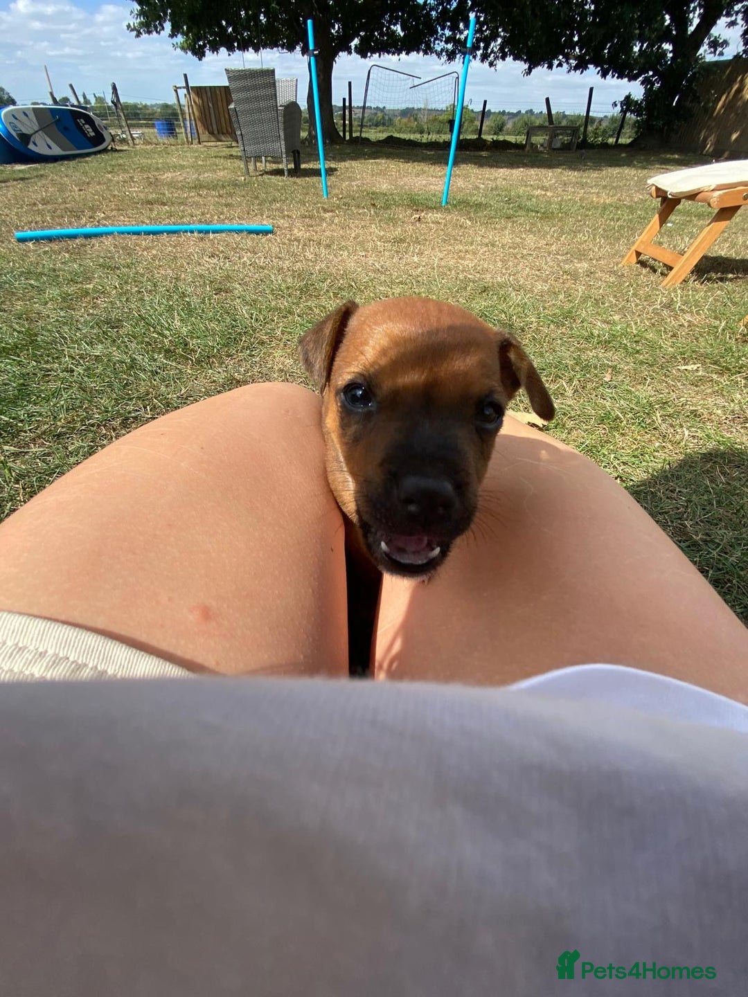 Mixed Breed dogs for sale: Jack Russels  - Image 10