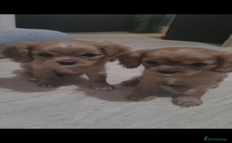 Cavalier King Charles Spaniel dogs - Advert 14