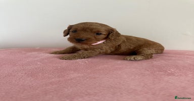 Cockapoo dogs - Advert 10