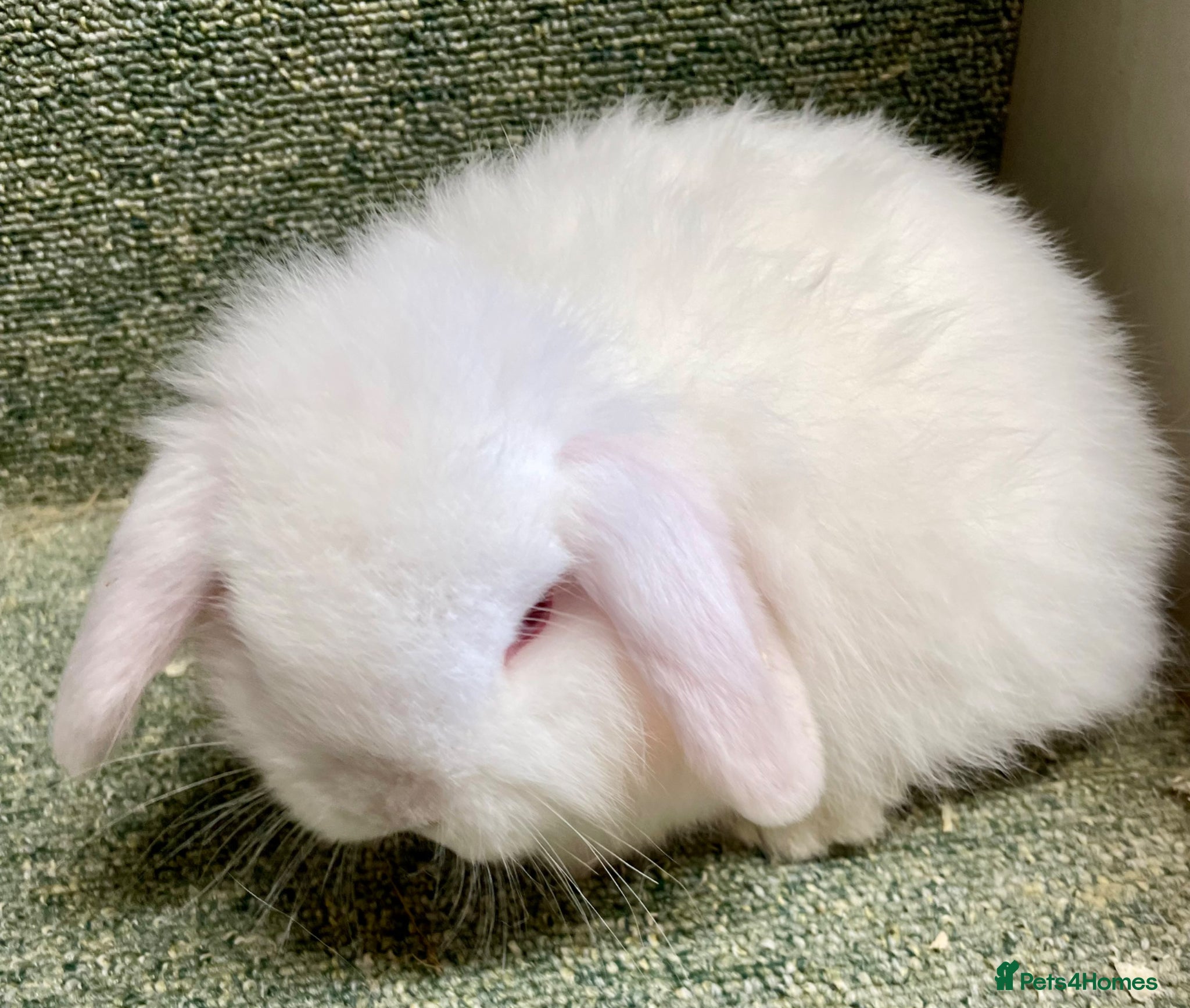 Mini Lop rabbits Mini lop sweet female - Advert 2