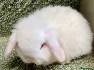 Mini Lop rabbits Mini lop sweet female - Advert 2