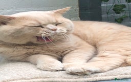 British Shorthair cats for sale: Stunning GCCF cream boy ready now  - Image 13