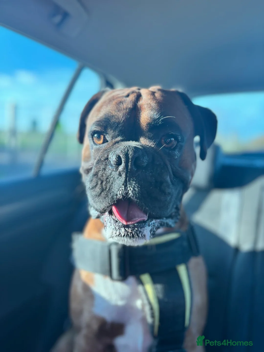 Boxer dogs for stud: Boxer dog available for stud  - Advert 6