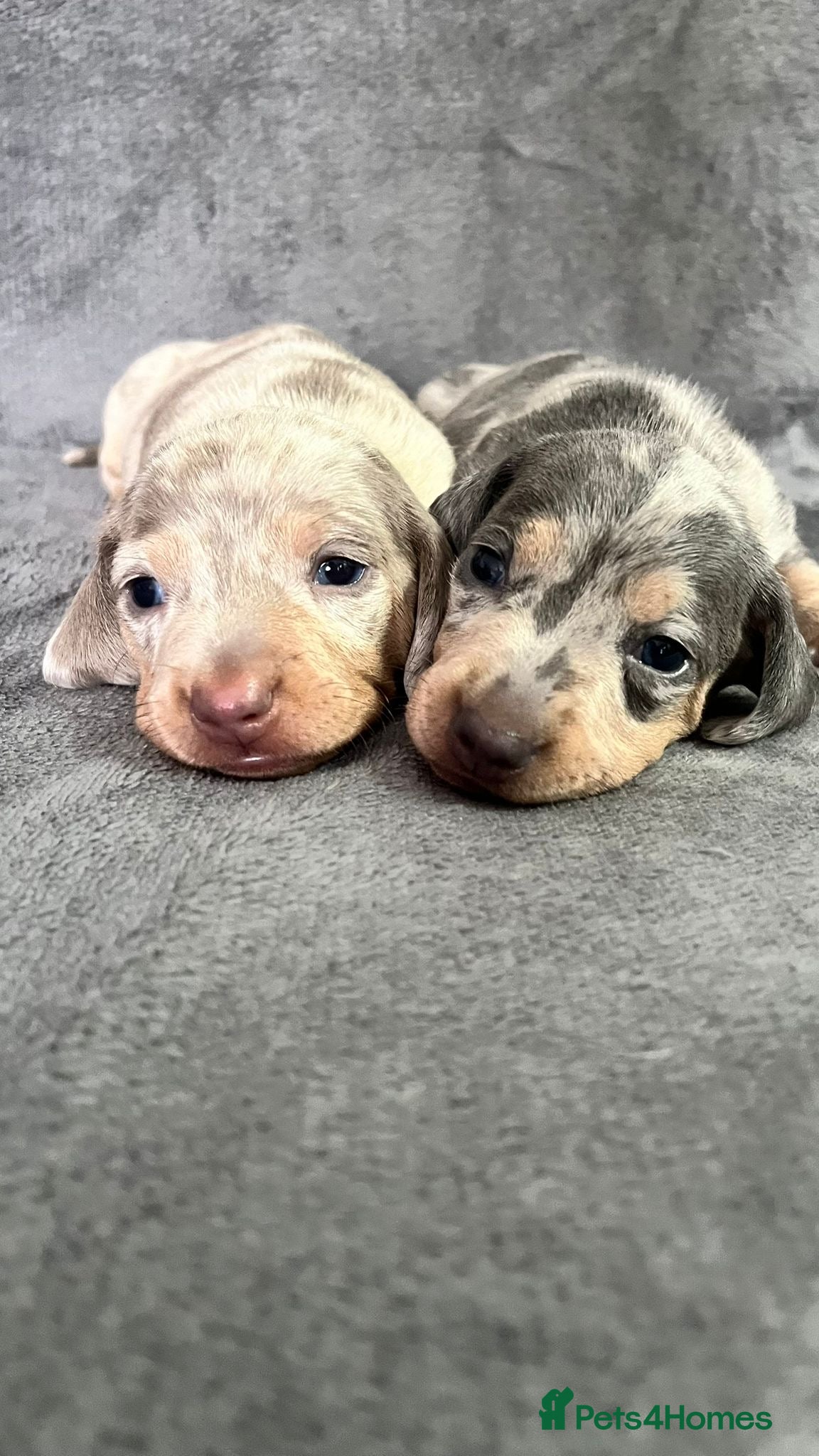 Miniature Dachshund dogs Miniature Dachshund puppies  - Advert 4