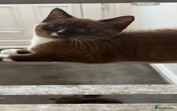 Mixed Breed cats for sale: Male and female kitten - Image 2
