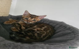 Bengal cats for sale: Stunning bengal kittens READY NOW - Image 10