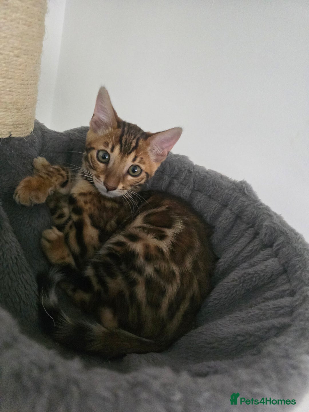 Bengal cats for sale: Stunning bengal kittens READY NOW - Image 10