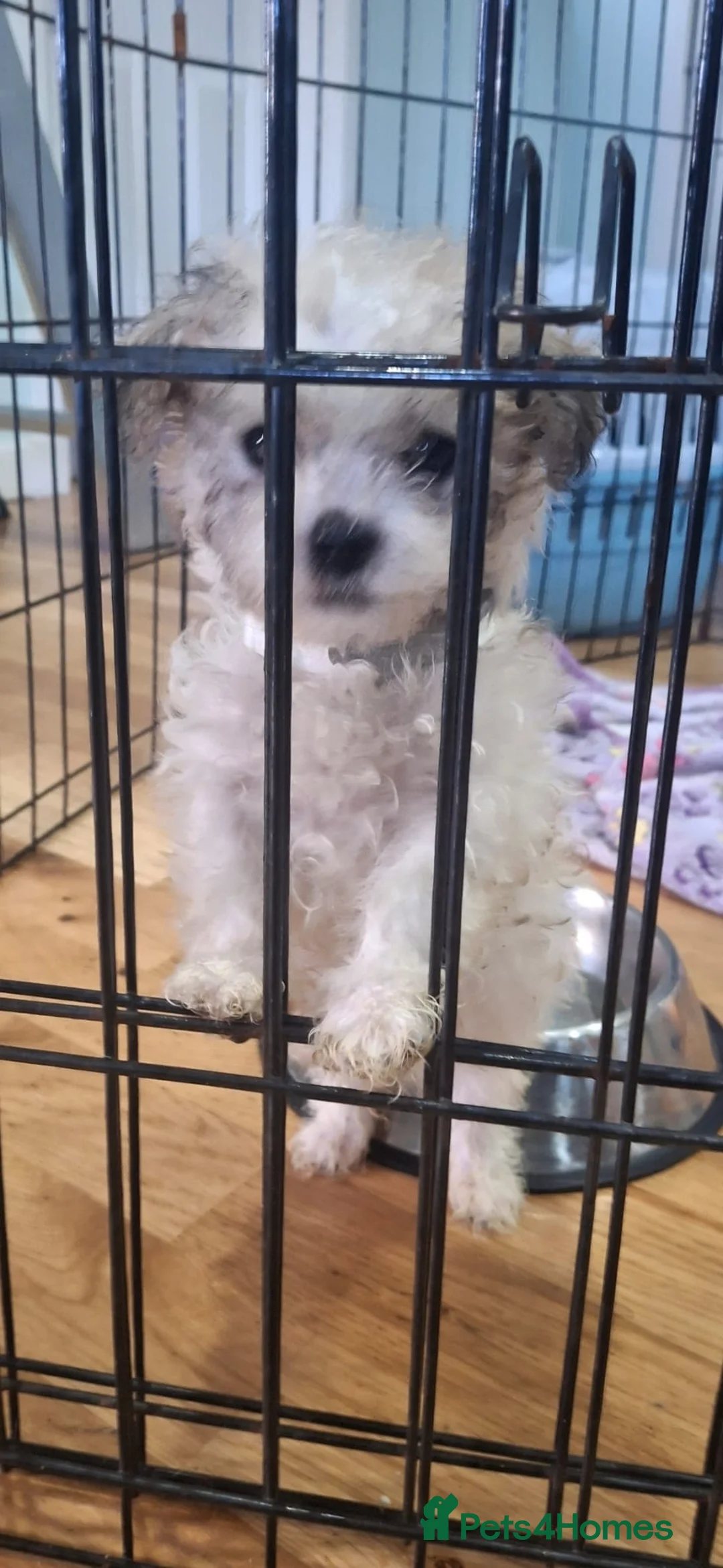 Mixed Breed dogs for sale: Shihchon puppies  in Newton Stewart - Advert 1