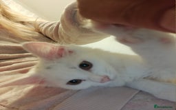 Turkish Angora cats for sale: Cat for sale  - Image 7