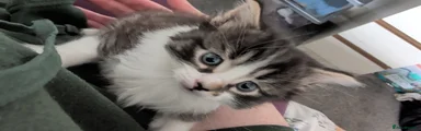 Mixed Breed Kitten 1