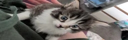 Mixed Breed cats for sale: 3 gorgeous kittens  - Advert 9