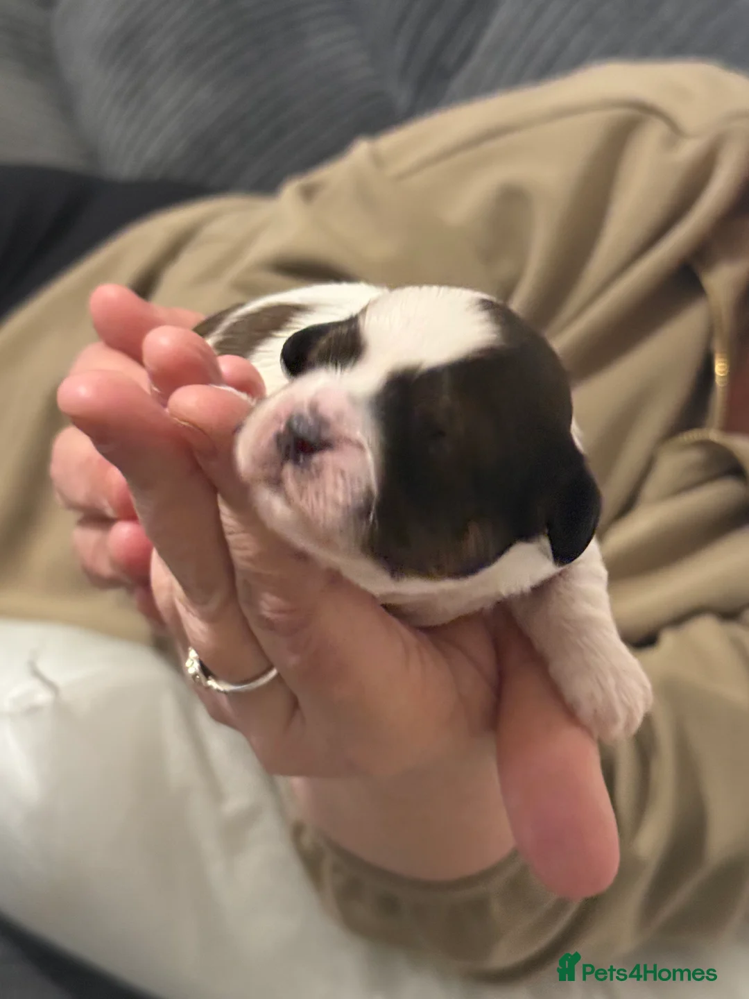 Shihpoo dogs for sale: 3x Shihpoo Male Puppies for sale - Advert 17