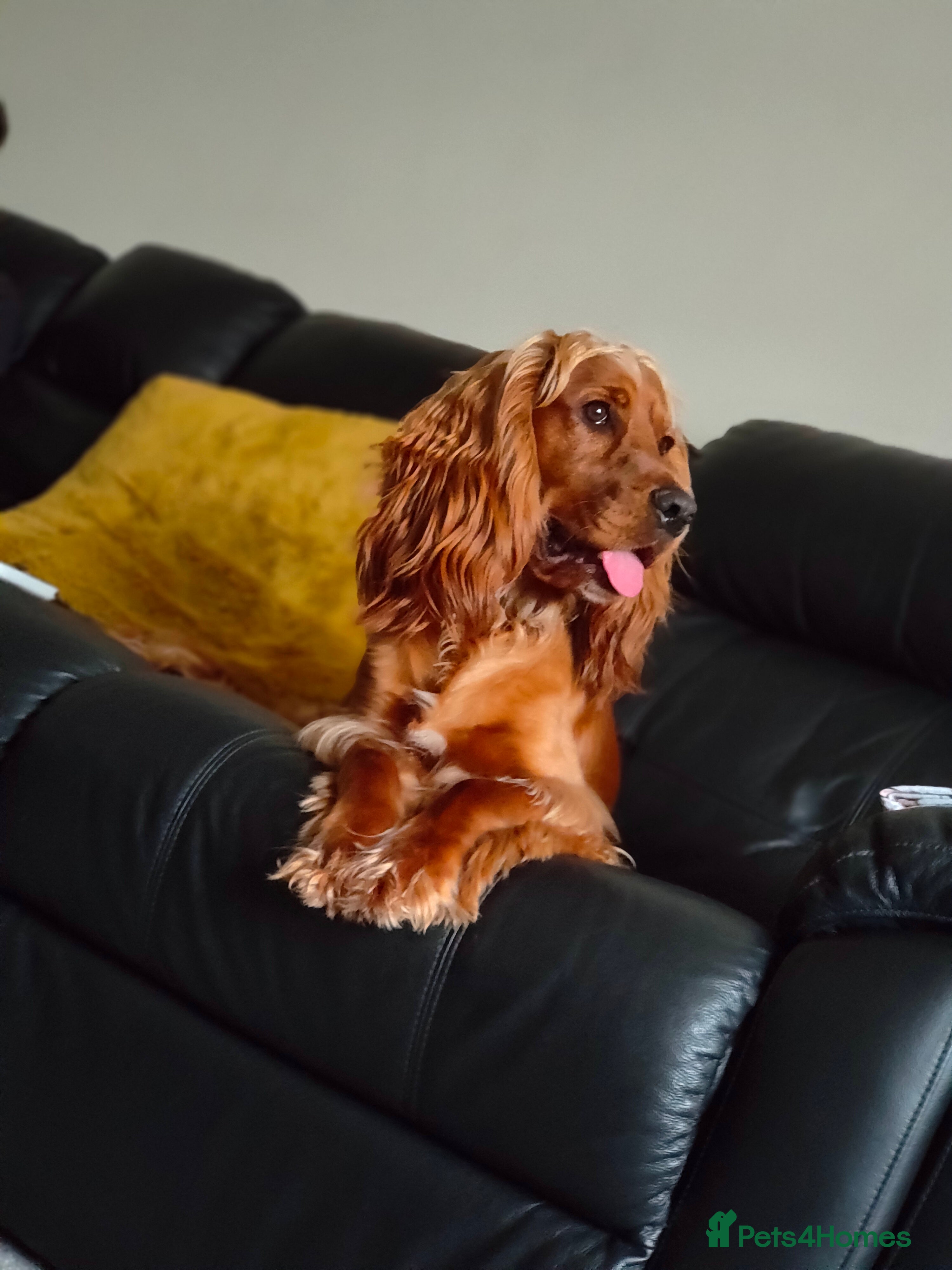 Cocker Spaniel dogs Proven Beautiful cocker stud available ❤️ in Barnsley - Advert 13