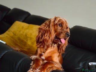 Cocker Spaniel dogs in Barnsley - Advert 3