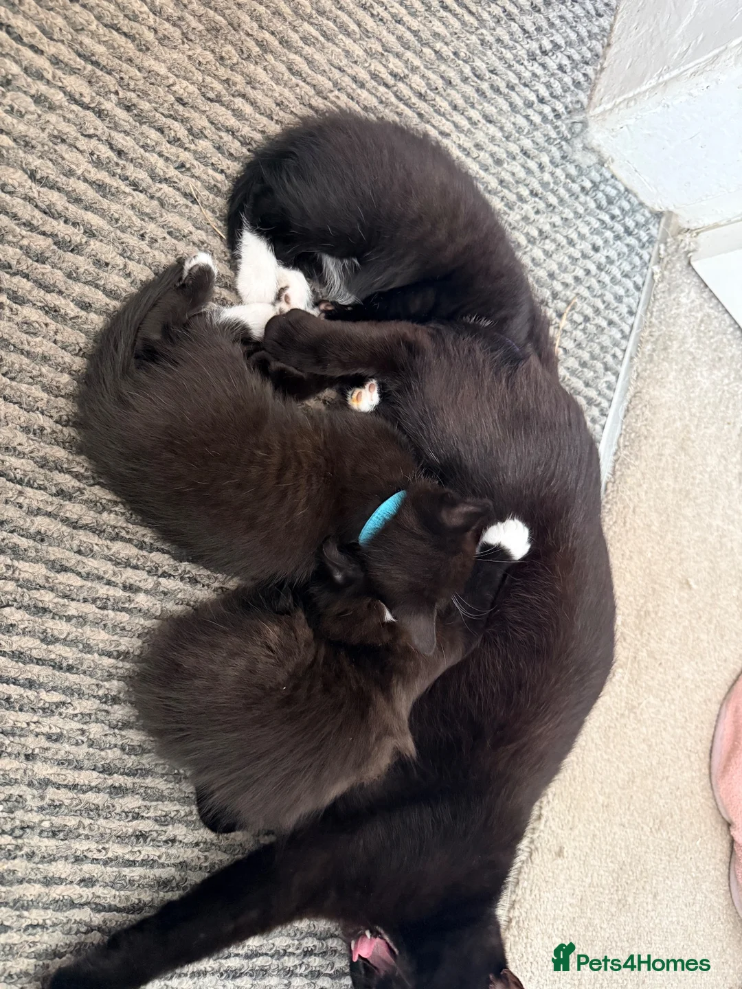 Mixed Breed cats for sale: *2 left* Kittens looking for Forever Home 🐈‍⬛ - Advert 1