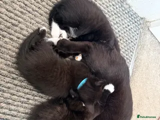 Mixed Breed cats *1 left* Kittens looking for Forever Home 🐈⬛ - Advert 1