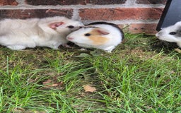 Guinea Pig rodents for sale: female guinea pigs with hutch - Image 5