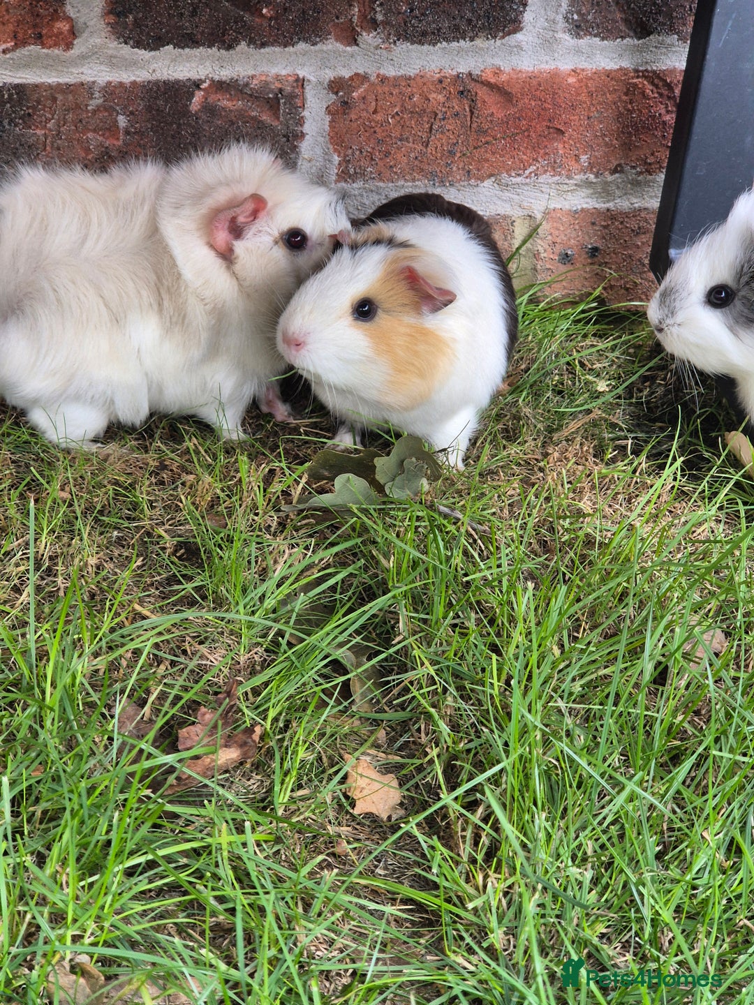 Guinea Pig rodents for sale: female guinea pigs with hutch - Image 5