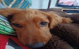 Cocker Spaniel dogs for sale: COOPER  - Image 3