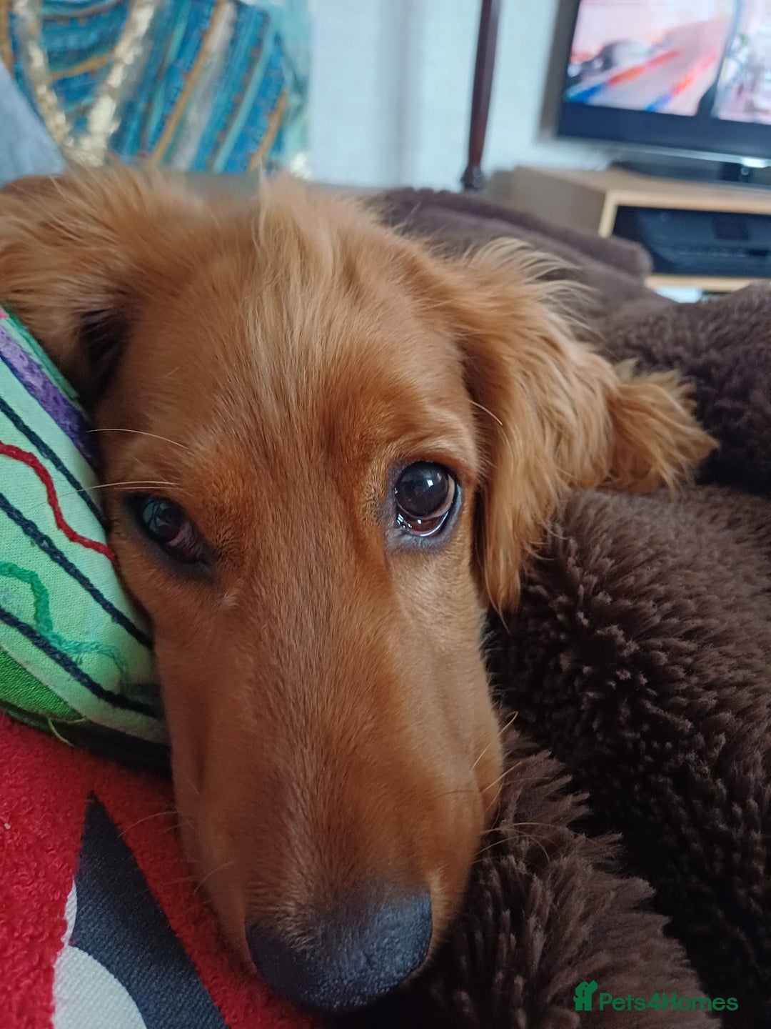 Cocker Spaniel dogs for sale: COOPER  - Image 3