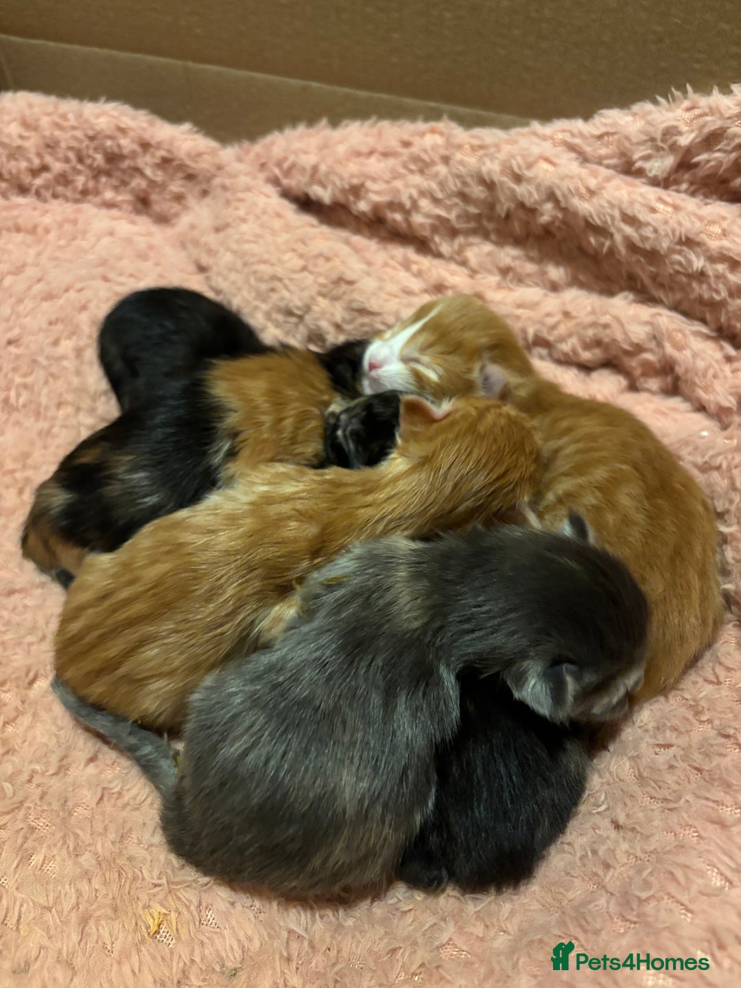 Maine Coon cats for sale: Beautiful Pedigree Main Coon Kittens - Advert 3