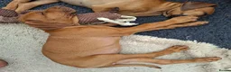 Rhodesian Ridgeback dogs for sale: KC reg,Excellent Ridges,Health checked/Elb/Hip/JME - Advert 8