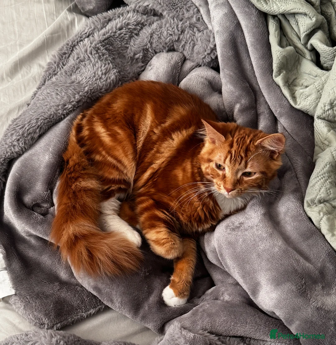 Mixed Breed cats for sale: 8 month old ginger male  - Advert 2