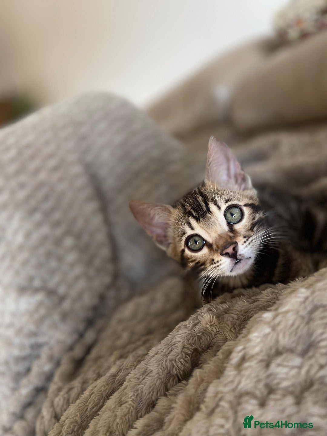 Bengal cats for sale: Pure Bengal Male Kitten, vet checked, ready now - Advert 7