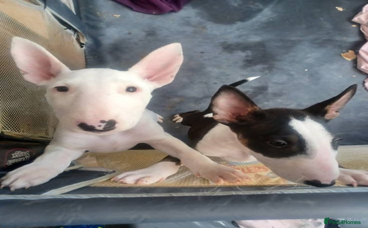 English Bull Terrier dogs - Advert 1