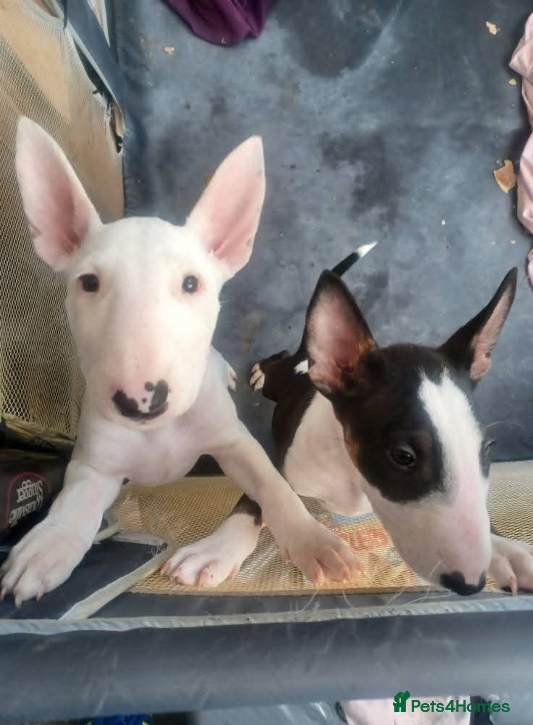 English Bull Terrier dogs for sale: English Bull Terrier pups - Image 1