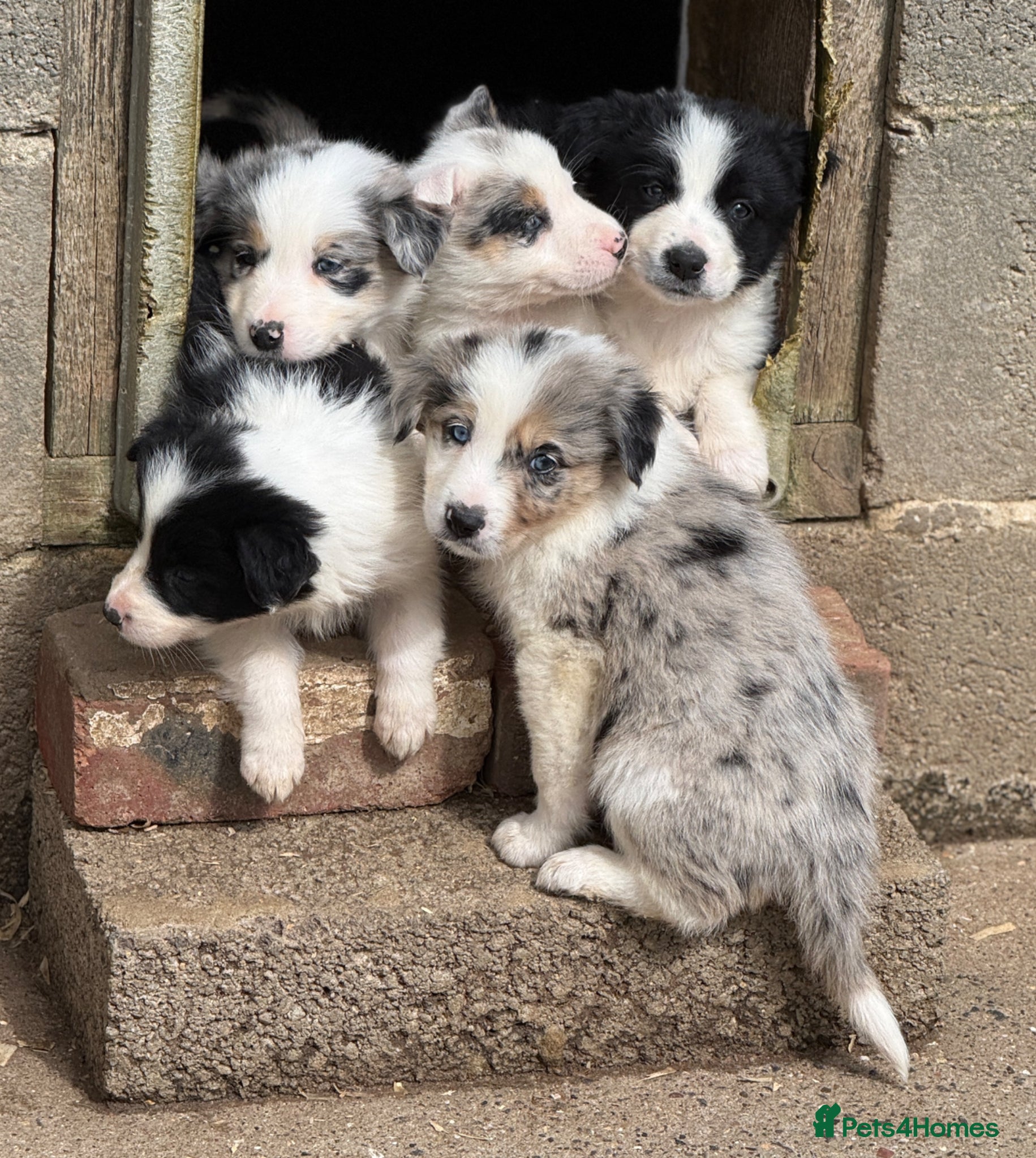 Border Collie dogs Gorgeous collie pups - various colours  - Advert 1