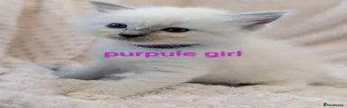 Ragdoll 4