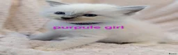 Ragdoll cats for sale: Ragdoll Kittens - Advert 6