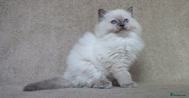 Ragdoll cats - Advert 5