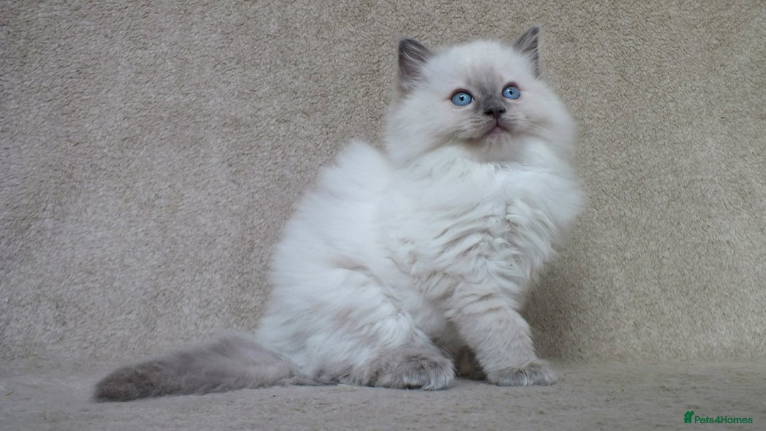 Ragdoll cats for sale: GCCF PET/ACTIVE KITTENS CHAMPION IMP BLOODLINES - Image 2