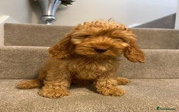 Cockapoo dogs for sale: Cockapoo puppies ready now  - Image 19
