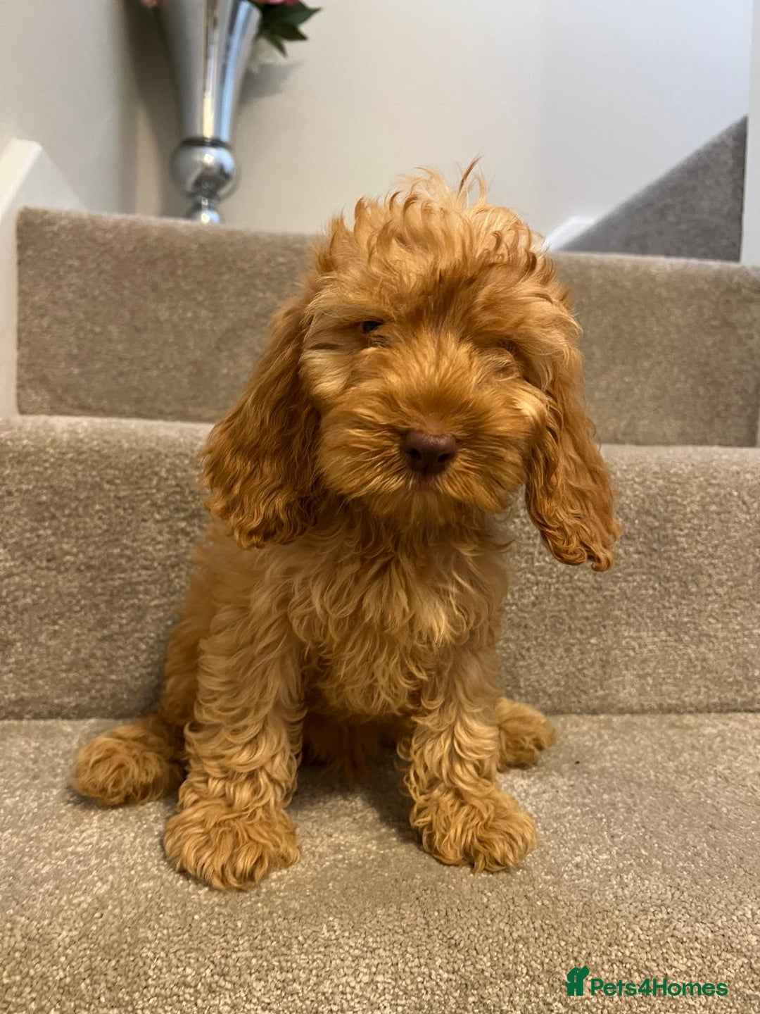 Cockapoo dogs for sale: Cockapoo puppies ready now  - Image 19