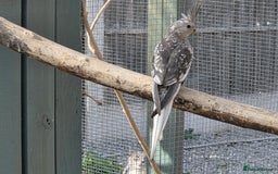 Cockatiels birds for sale: Stunning Young Silver Pearl Cockatiels For Sale - Image 5
