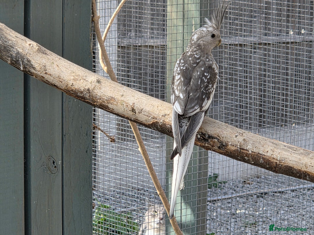 Cockatiels birds for sale: Stunning Young Silver Pearl Cockatiels For Sale - Image 5
