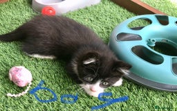 Mixed Breed cats for sale: 5 kitten’s available today  - Image 17