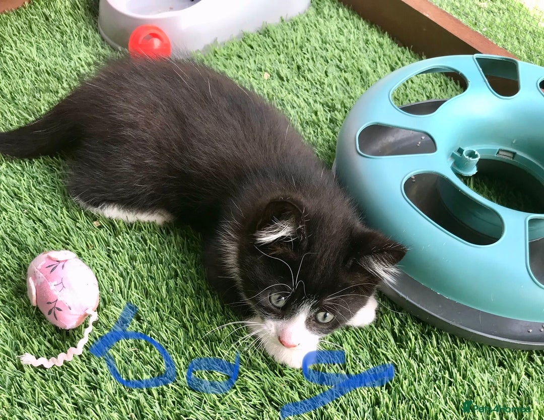 Mixed Breed cats for sale: 5 kitten’s available today  - Image 17