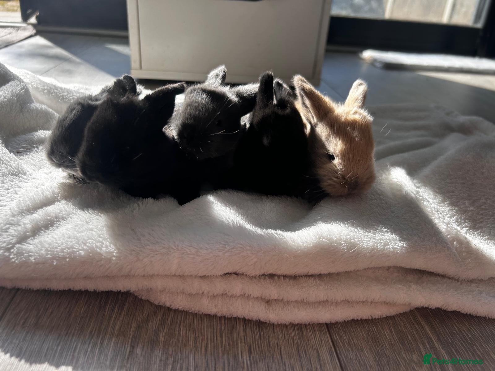 Mixed Breed rabbits Lop mixed bunnies  - Advert 4