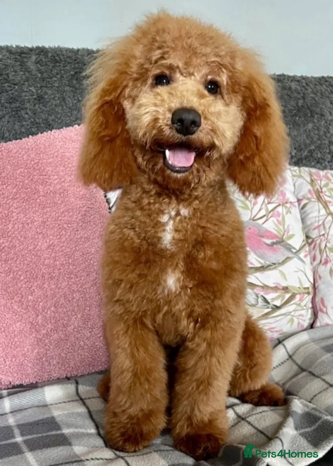 Cockapoo dogs for sale: F1b cockapoo puppies - Health test clear  in Staines - Advert 31