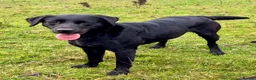 Borador dogs for sale: Lab x collies  - Advert 3
